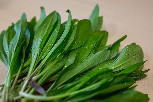 tuoretta luonnonvalkosipulia