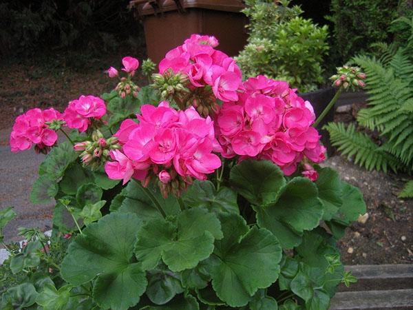 ruusunupun geranium kukkii