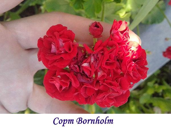 Bornholmin lajike