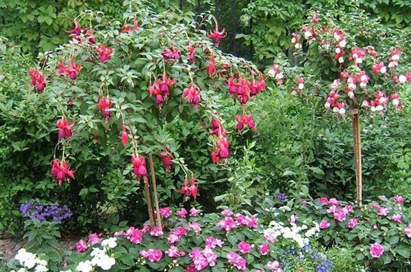 fuksia kukkii