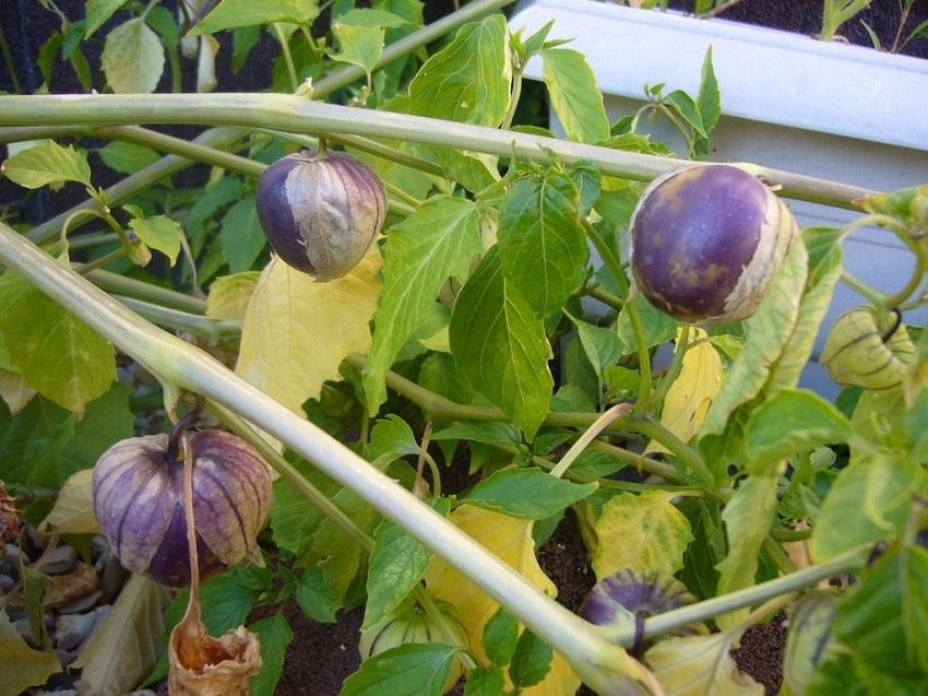 Physalis-vihannes