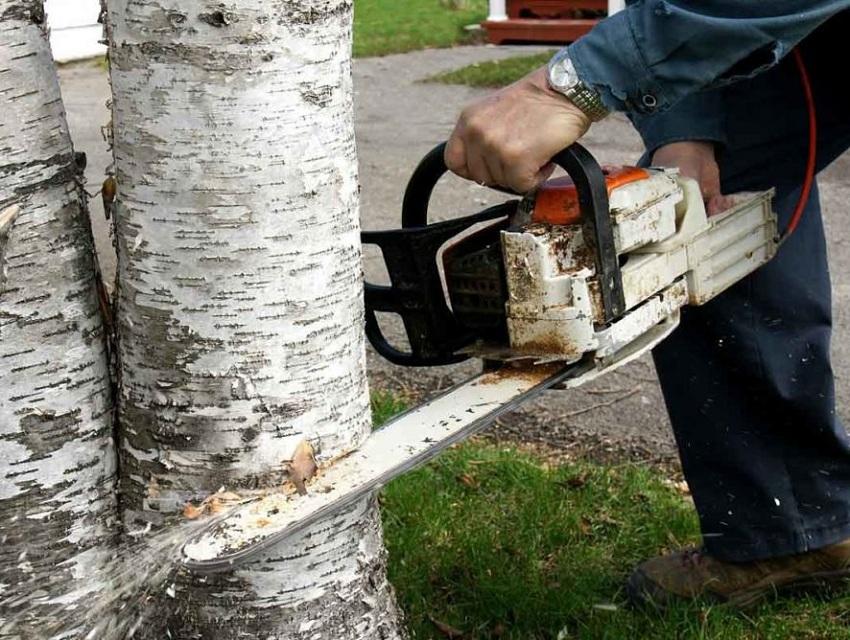 Kesäasukkaat hakasivat puita