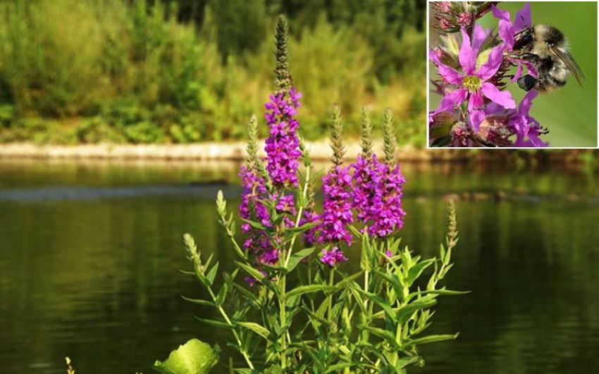 loosestrife-hunajakasvi