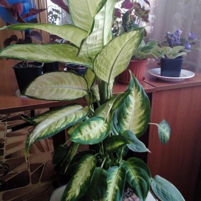 aikuinen dieffenbachia