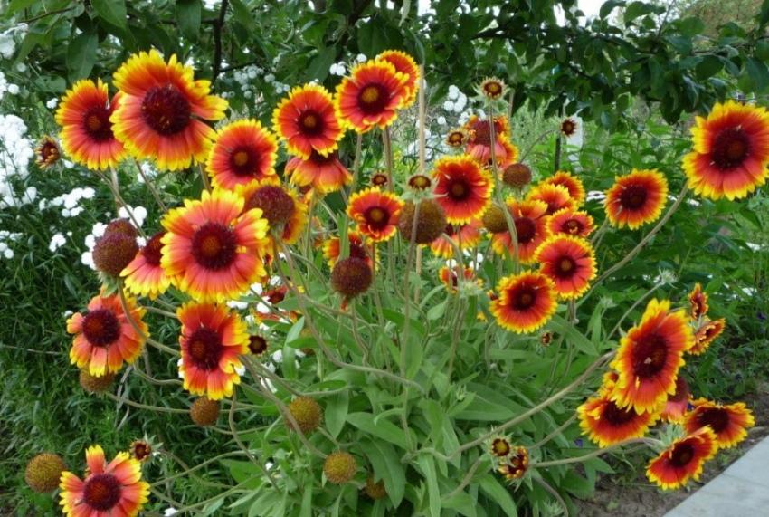 Gaillardian pensas