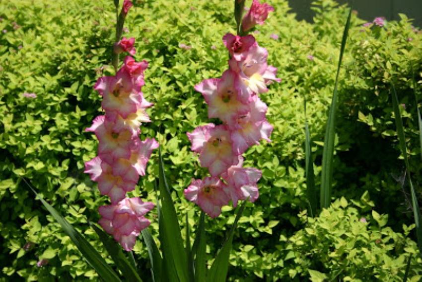 gladiolus puutarhassa