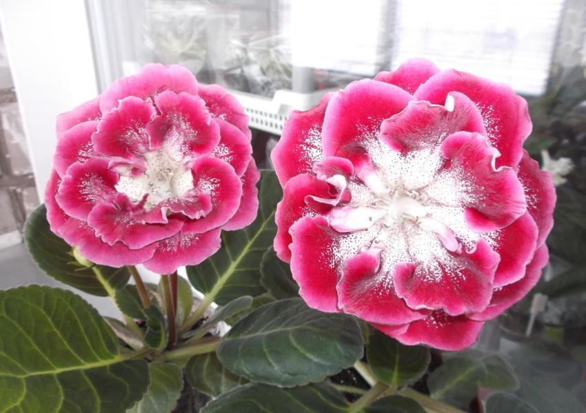 gloxinia red ratsashupun lajikekuvaus