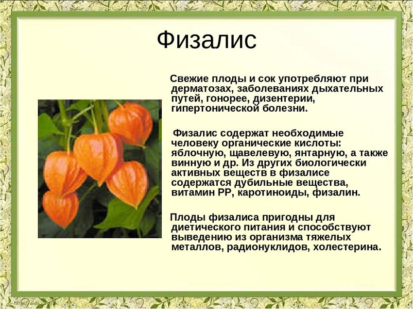 Physalis ja sen hyödylliset ominaisuudet