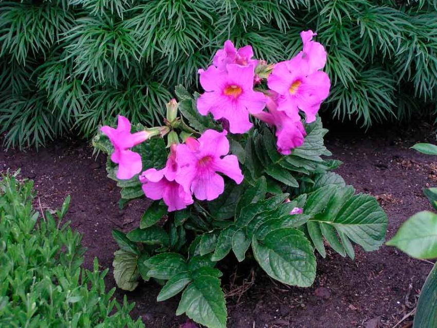 incarvillea Siperiassa