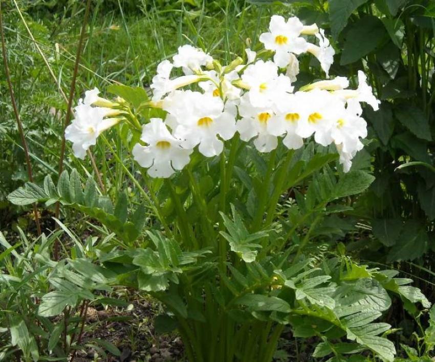 kukkiva incarvillea
