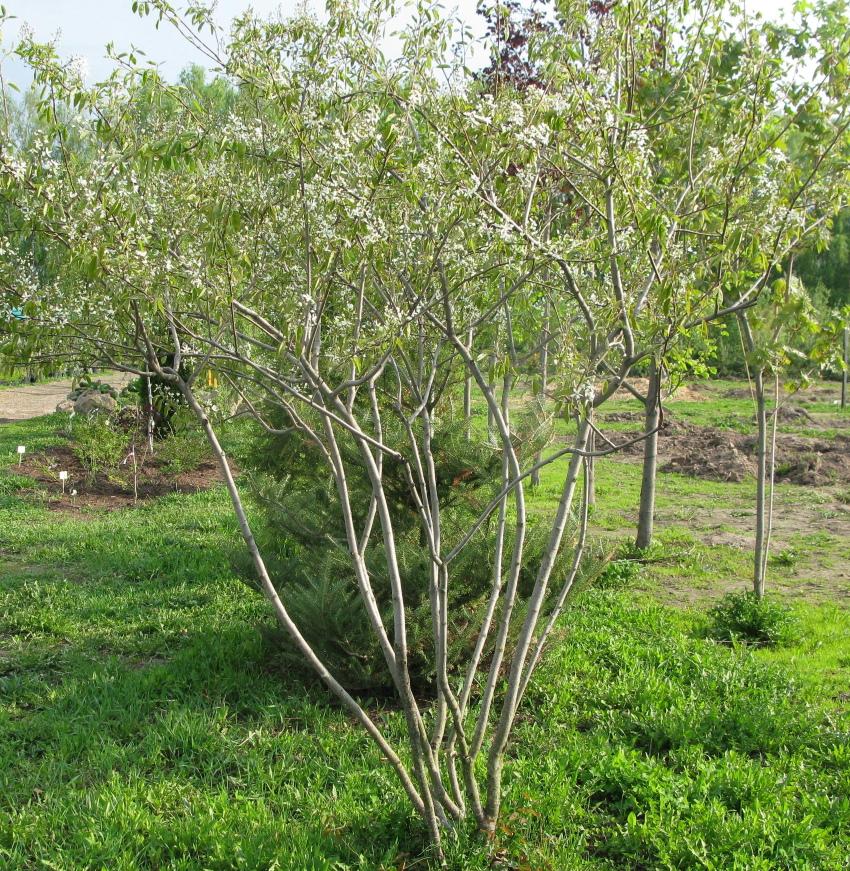 kukkiva irgi