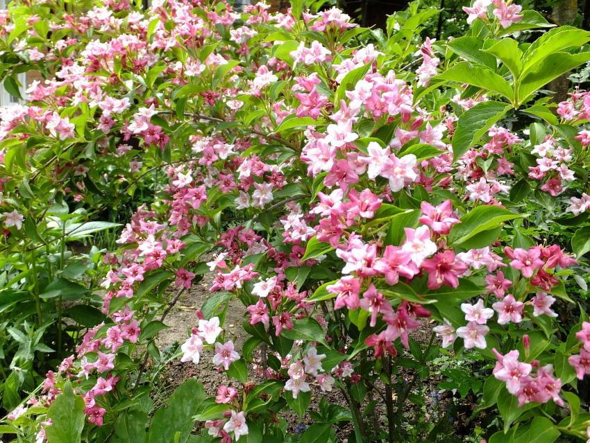 miten hoitaa weigela rosea