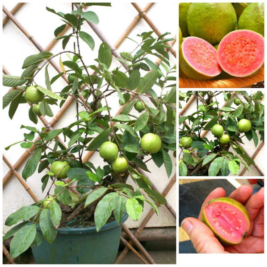 kuinka kasvattaa guavaa kotona