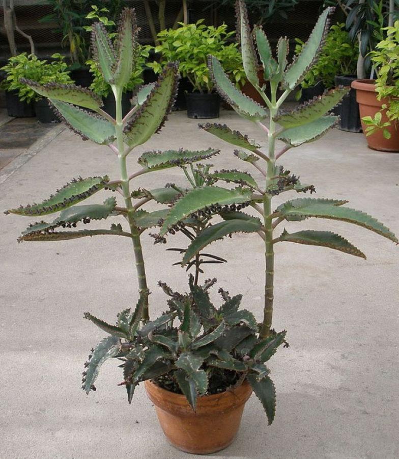 Kalanchoe degremona kotihoito