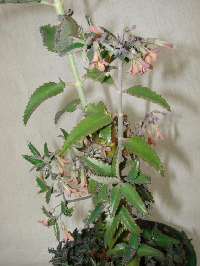 kukkiva Kalanchoe