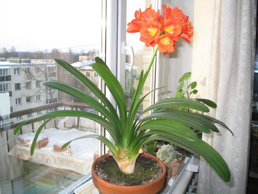 Clivia-sinnabarin kasvavan piirteet