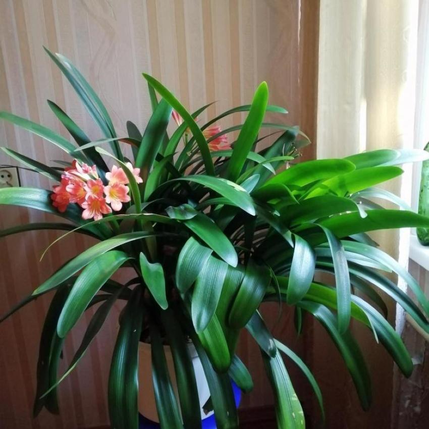aikuinen clivia