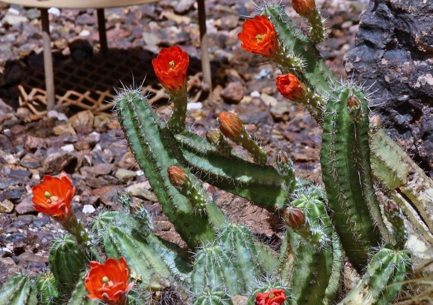talvikestävä kaktus echinocereus