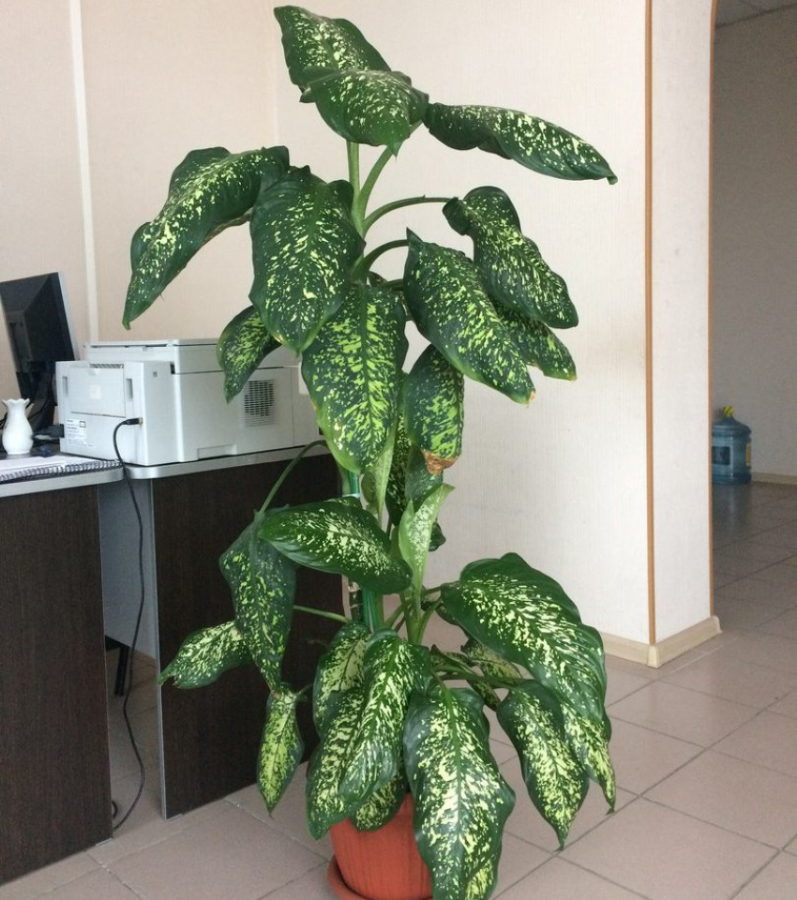 dieffenbachia toimistossa