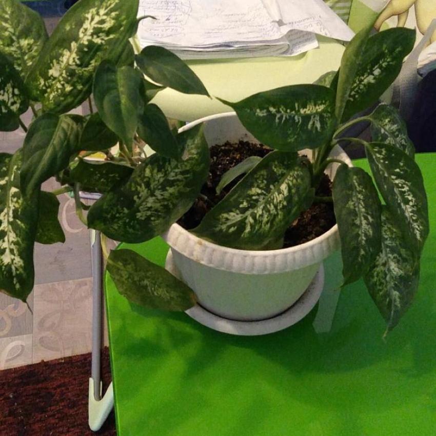 dieffenbachia huomasi