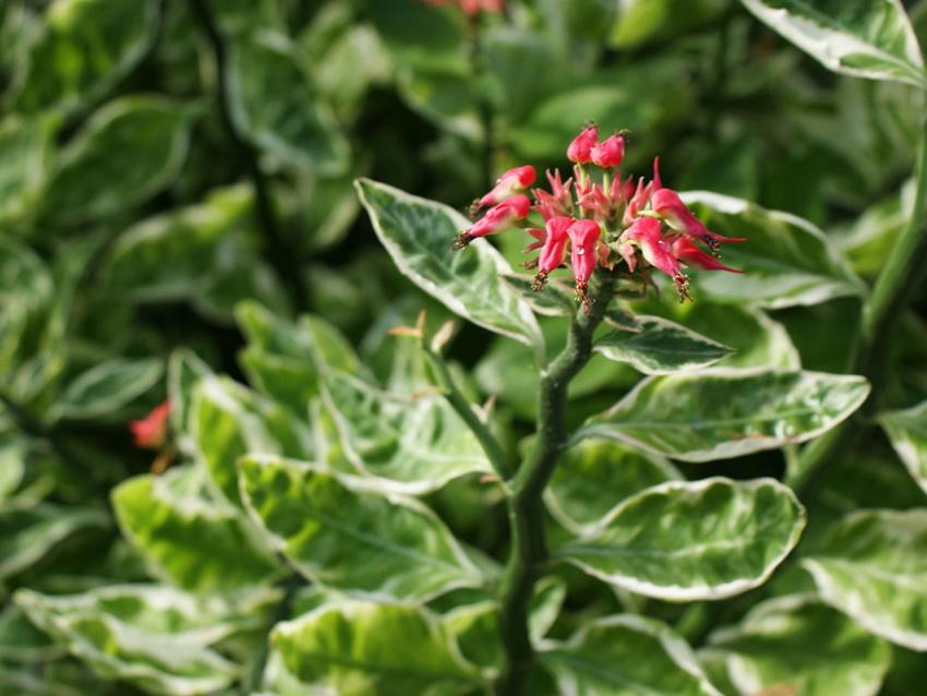 kukkiva pedilanthus