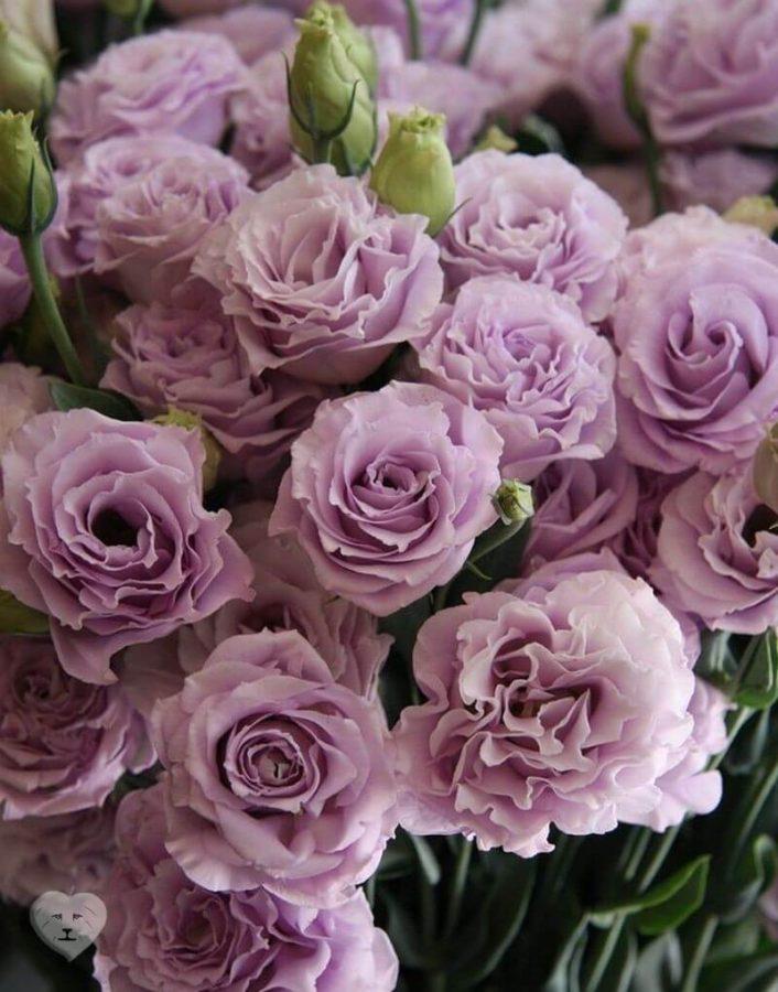 eustoma Siperiassa