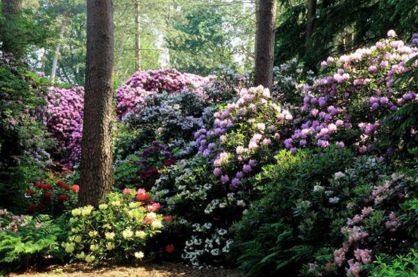 rododendronit maisemassa