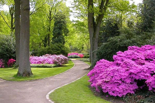 sivuston koristelu rododendroneilla