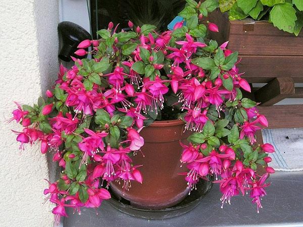 fuksia kukkii