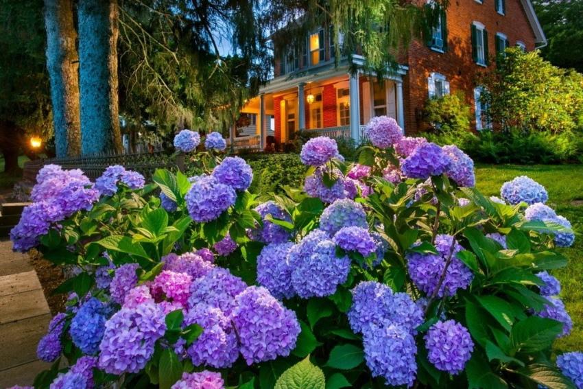hydrangea