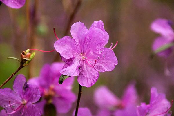 lempeä rhododendronin kukinta