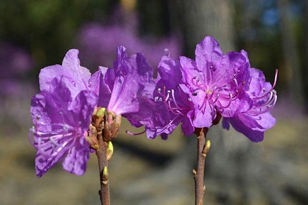 rhododendron daurian kukkii