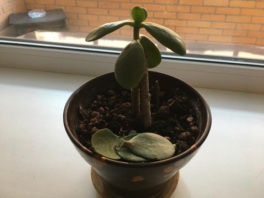 rahapuun lehdet putoavat