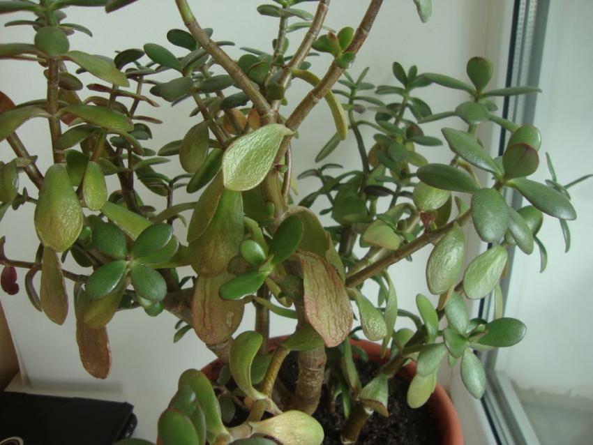 kosteuden puute