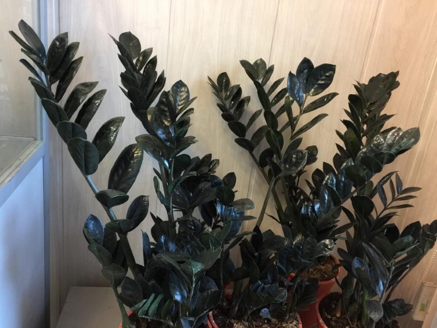 zamioculcas on yhtä suuri