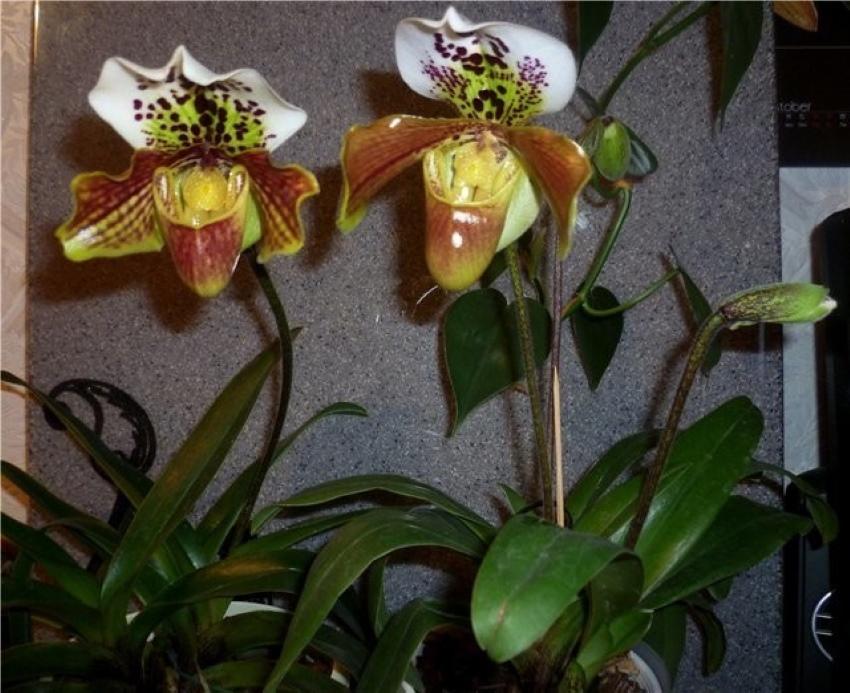 sisäpuolinen papiopedilum