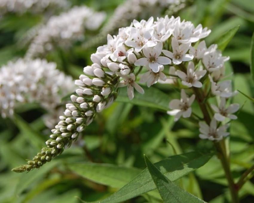 loosestrife-kukinto
