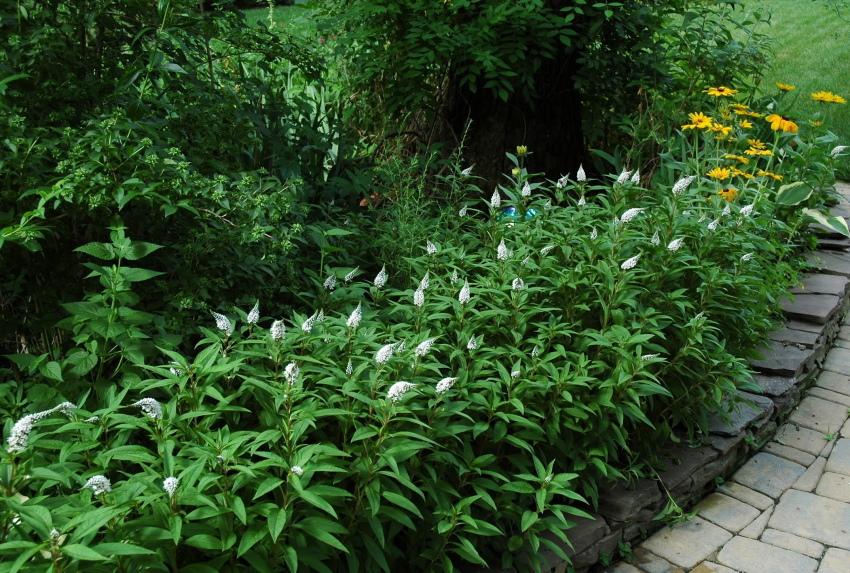 loosestrife puutarhassa