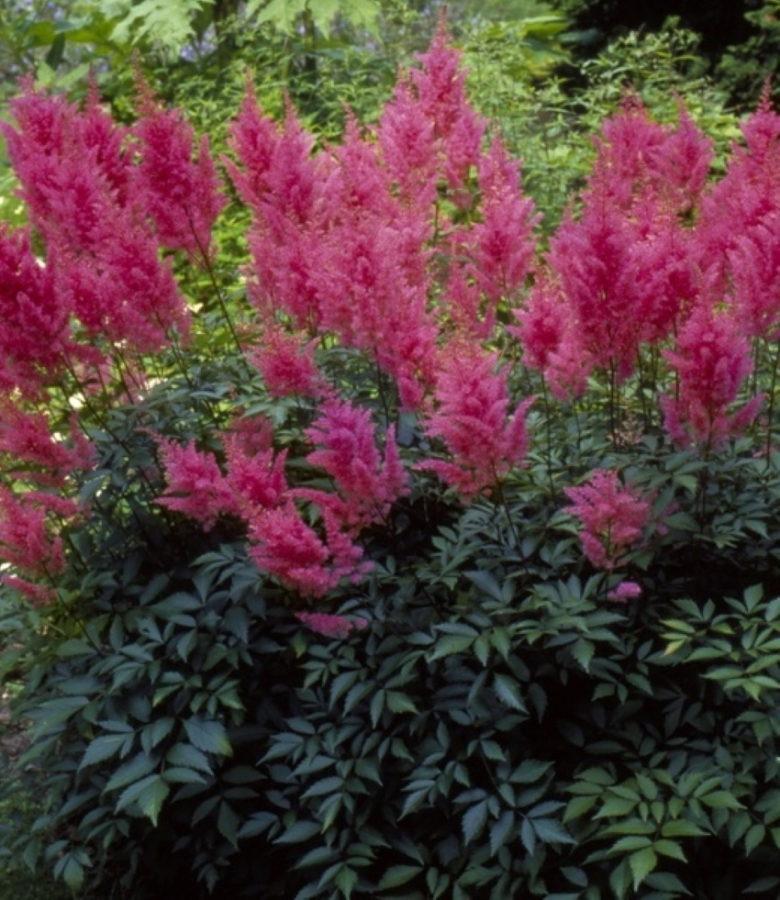 alamittainen punainen astilbe