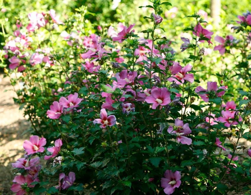 kasvava hibiscus-puutarha