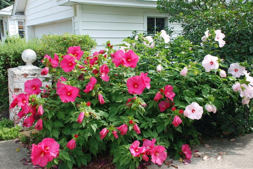 hibiscus-puutarha