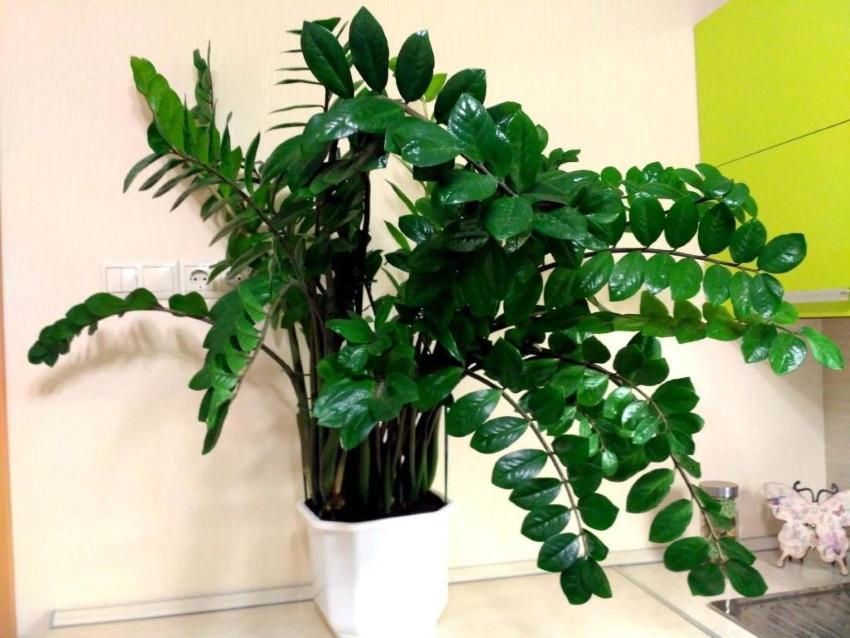 zamioculcas kotihoito