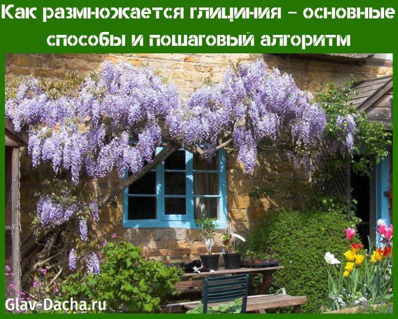 kuinka wisteria lisääntyy