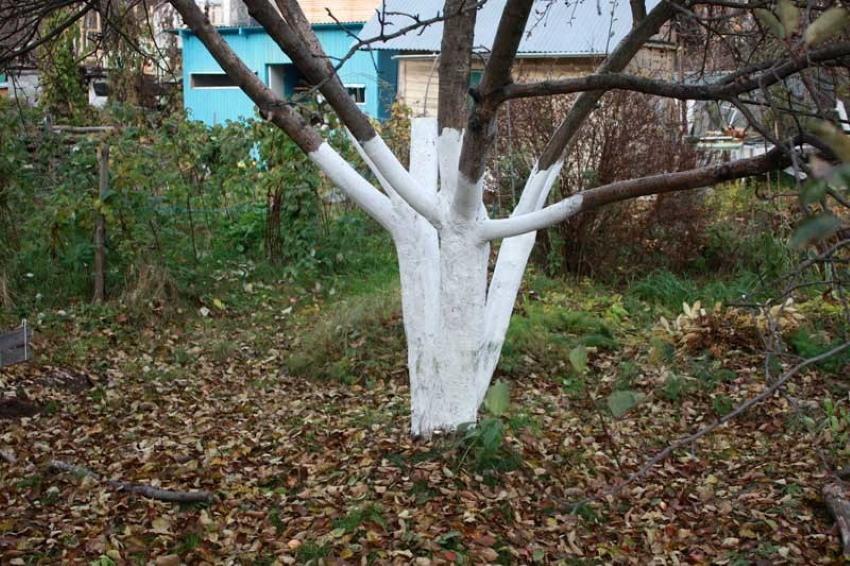 milloin valkoistaa hedelmäpuita syksyllä