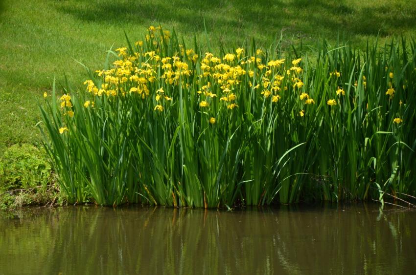 suon iiris