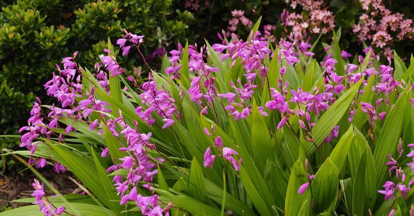 Bletilla-orkidioiden viljely ulkona