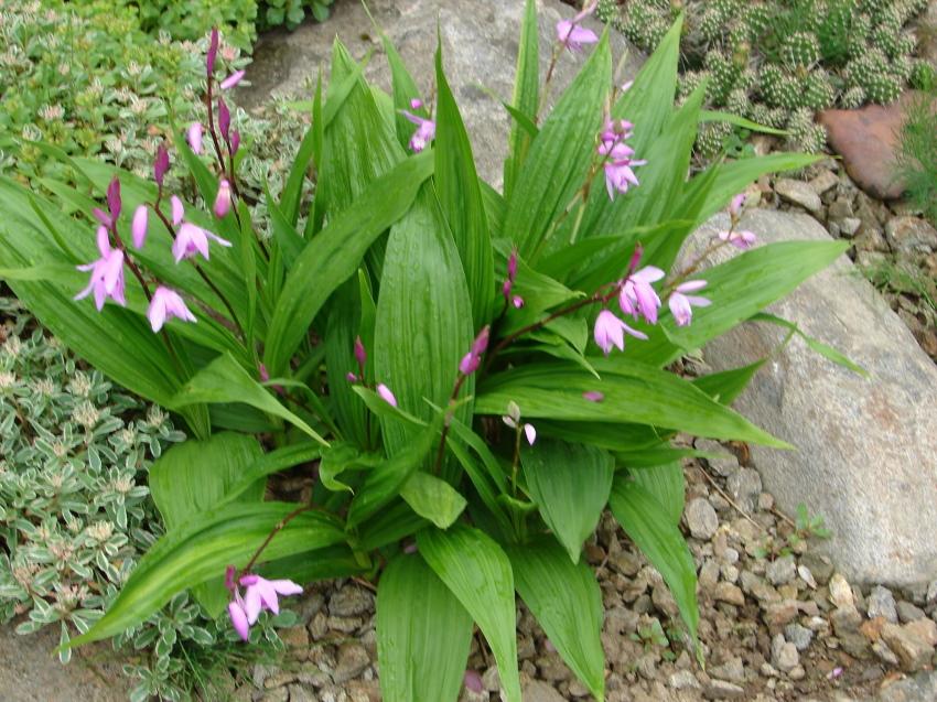 orkidea bletilla