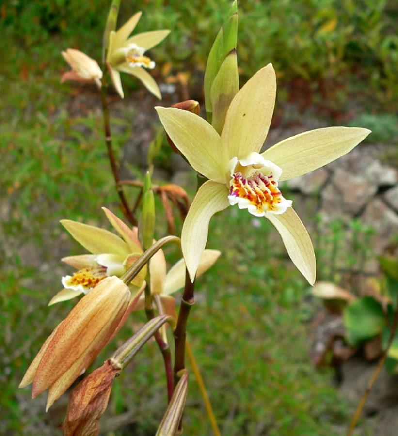 bletilla puutarhassa
