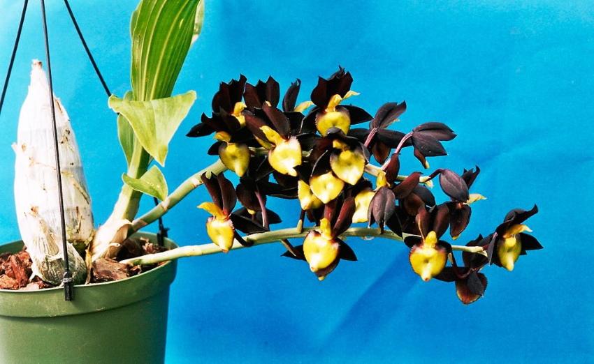 Catasetum