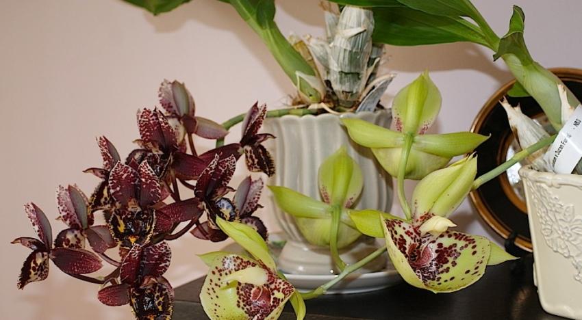 kukinta Catasetum